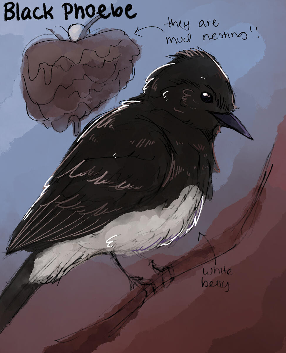 Black Phoebe Black Phoebe