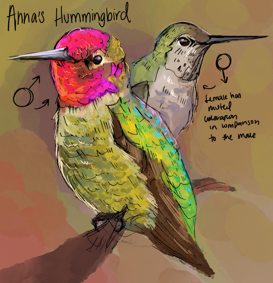 Anna's Hummingbird