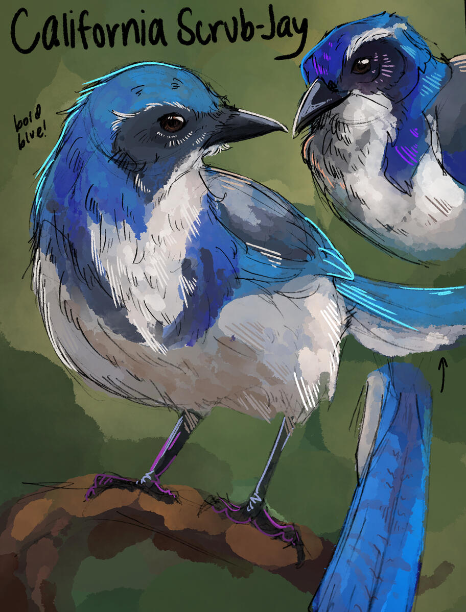 California Scrub-Jay California Scrub-Jay
