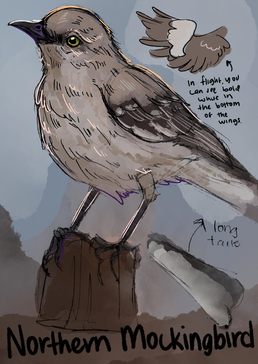Northern Mockingbird