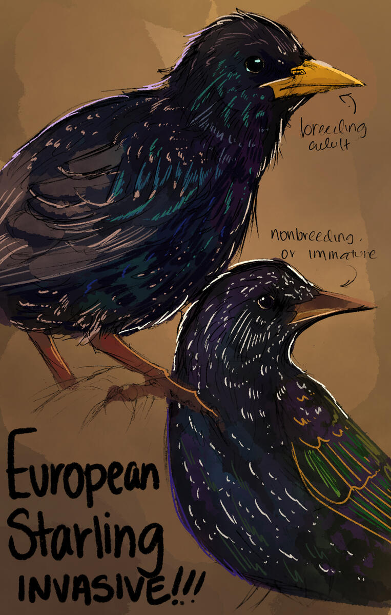 European Starling